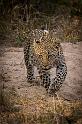130 Zuid-Afrika, Sabi Sand Game Reserve, luipaard